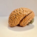 Human brain figurine representing consumer psychology and shopping science