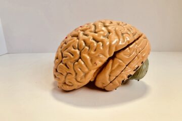 Human brain figurine representing consumer psychology and shopping science