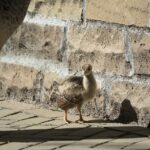 Real peacock chick, the animal at the centre of the WWF AI or Real charity marketing campaign