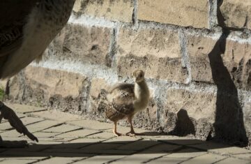 Real peacock chick, the animal at the centre of the WWF AI or Real charity marketing campaign