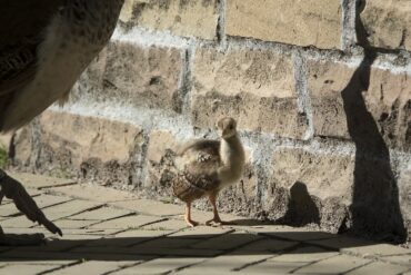 Real peacock chick, the animal at the centre of the WWF AI or Real charity marketing campaign