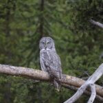 An owl perched on a branch, the animal behind the Duolingo mascot campaign