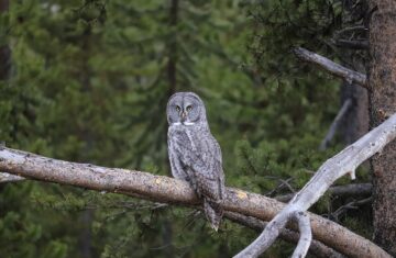 An owl perched on a branch, the animal behind the Duolingo mascot campaign