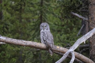 An owl perched on a branch, the animal behind the Duolingo mascot campaign