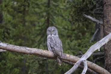 An owl perched on a branch, the animal behind the Duolingo mascot campaign