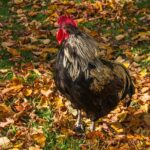 A rooster, the animal behind Kelloggs mascot Cornelius the Cockerel