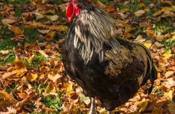 A rooster, the animal behind Kelloggs mascot Cornelius the Cockerel