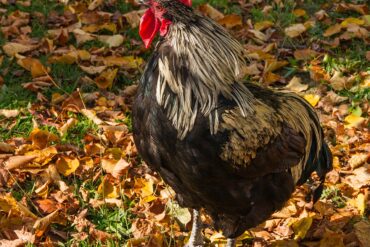 A rooster, the animal behind Kelloggs mascot Cornelius the Cockerel